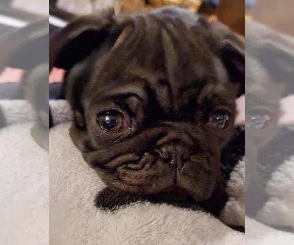Medium Photo #1 Pug Puppy For Sale in LYNDON CENTER, VT, USA