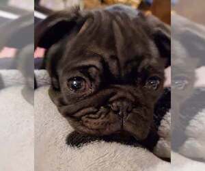 Mother of the Pug puppies born on 06/29/2026