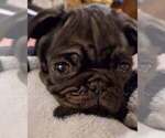 Small Photo #1 Pug Puppy For Sale in LYNDON CENTER, VT, USA