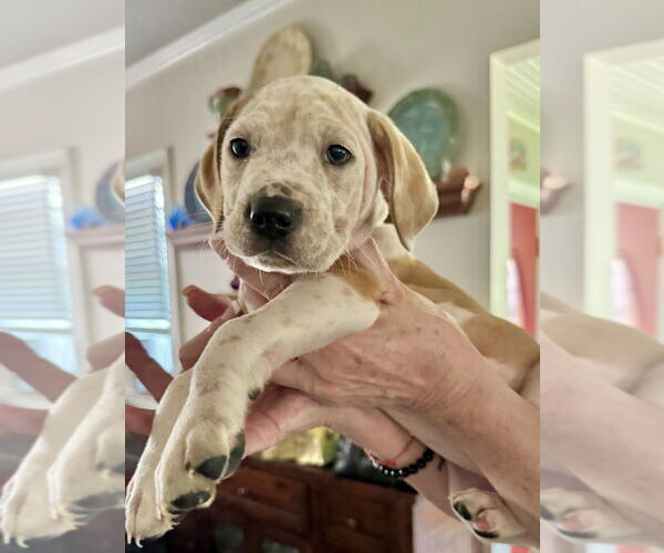 Medium Photo #11 American Staffordshire Terrier-Unknown Mix Puppy For Sale in Brewster, NY, USA