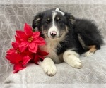 Small Photo #9 Australian Shepherd Puppy For Sale in LAKELAND, FL, USA