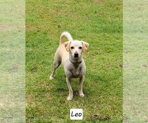 Chiweenie Dogs for adoption in Granbury, TX, USA
