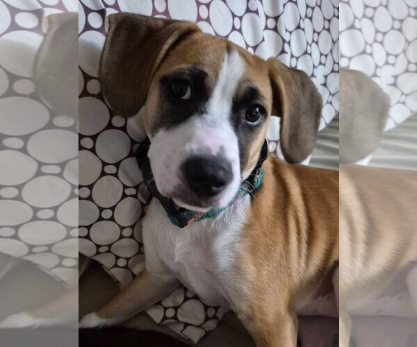 Medium Photo #3 Mutt Puppy For Sale in Germantown, OH, USA