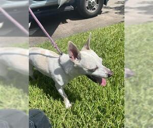Chihuahua Dogs for adoption in Houston, TX, USA