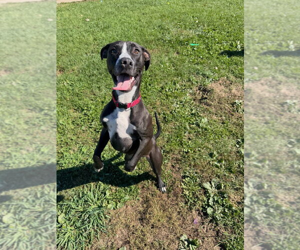 Medium Photo #4 American Staffordshire Terrier-Unknown Mix Puppy For Sale in Pierceton , IN, USA