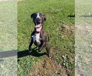 Penny - Female American Staffordshire Terrier-Unknown Mix Dog for Adoption - Photo #4