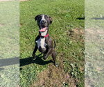 Small Photo #4 American Staffordshire Terrier-Unknown Mix Puppy For Sale in Pierceton , IN, USA