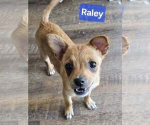Chihuahua-Unknown Mix Dogs for adoption in Santa Rosa, CA, USA