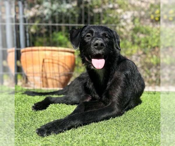 Medium Photo #3 Labrador Retriever-Unknown Mix Puppy For Sale in San Diego, CA, USA