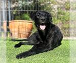Small #2 Labrador Retriever Mix