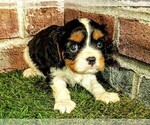 Small #9 Cavalier King Charles Spaniel