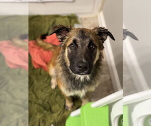 Mutt Dogs for adoption in Fenton, MO, USA