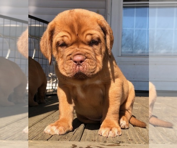 Medium Photo #3 Dogue de Bordeaux Puppy For Sale in SAVOY, MA, USA