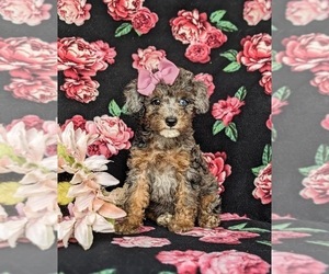 Cock-A-Poo Puppy for sale in KIRKWOOD, PA, USA