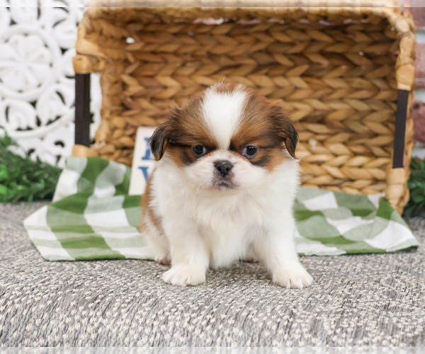 Medium Photo #9 Shih Tzu Puppy For Sale in SYRACUSE, IN, USA