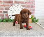 Small #5 Labrador Retriever