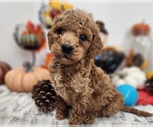 Medium Goldendoodle