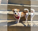 Small #4 Mutt