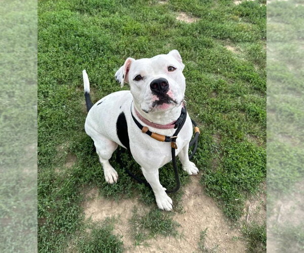 Medium Photo #3 Mutt Puppy For Sale in Evansville, IN, USA