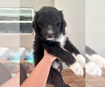 Small #7 Aussiedoodle