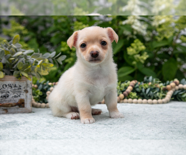 Medium Photo #6 Chihuahua Puppy For Sale in BERNE, IN, USA