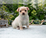 Small #1 Chihuahua