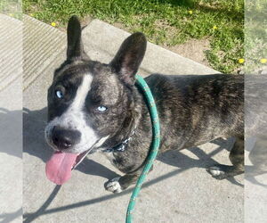 Medium French Bulldog-Huskies  Mix