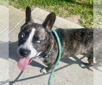 Small French Bulldog-Huskies  Mix