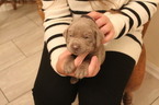 Small Photo #9 Labrador Retriever Puppy For Sale in MANASSAS, VA, USA