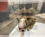 Small #3 French Bulldog