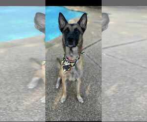 German Shepherd Dog-Unknown Mix Dogs for adoption in Dallas, TX, USA