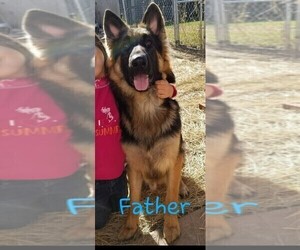Father of the German Shepherd Dog puppies born on 09/27/2022