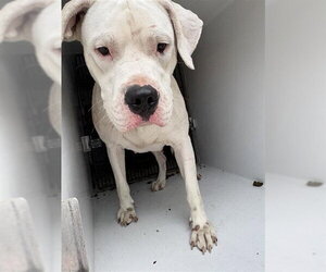Argentinian Mastiff-Boxer Mix Dogs for adoption in Houston, TX, USA