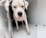 A663442 - Female Argentinian Mastiff-Boxer Mix Dog for Adoption - Small photo
