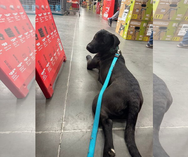 Medium Photo #3 Labrador Retriever-Unknown Mix Puppy For Sale in San Diego, CA, USA