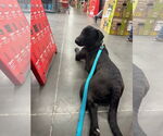 Small #2 Labrador Retriever Mix