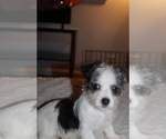 Small #4 Chorkie