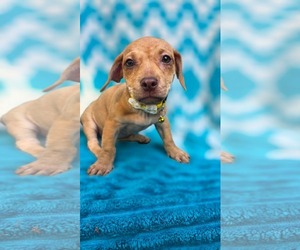 pinky- Pac Man litter - Female Chihuahua-Unknown Mix Dog for Adoption - Photo #4