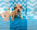 Small Photo #4 Chihuahua-Unknown Mix Puppy For Sale in Oakhurst, NJ, USA