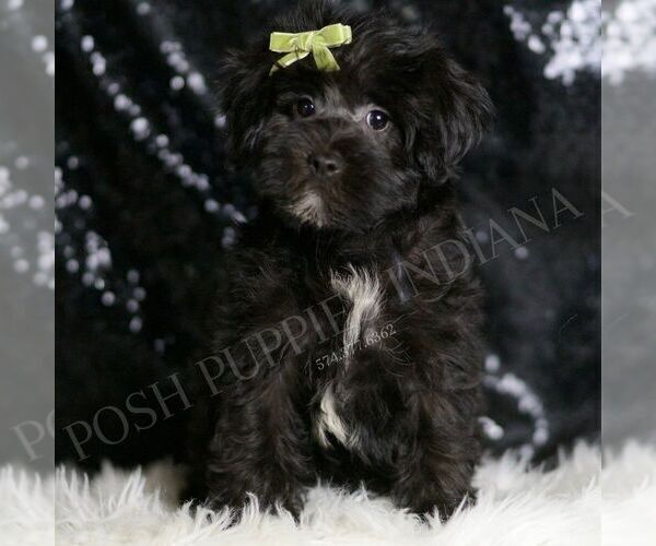 Medium Photo #95 YorkiePoo Puppy For Sale in WARSAW, IN, USA