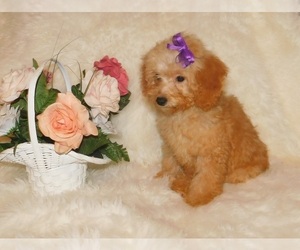 Poodle (Toy) Puppy for sale in WARRENSBURG, MO, USA