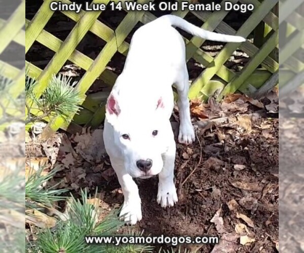 Medium Photo #211 Dogo Argentino Puppy For Sale in PINEVILLE, MO, USA