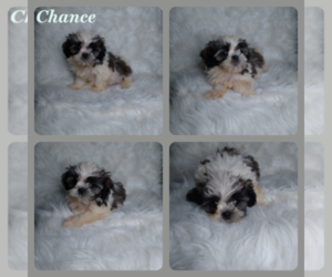 Shih Tzu Puppy for sale in INDIANAPOLIS, IN, USA