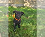 Small #7 Labrador Retriever Mix