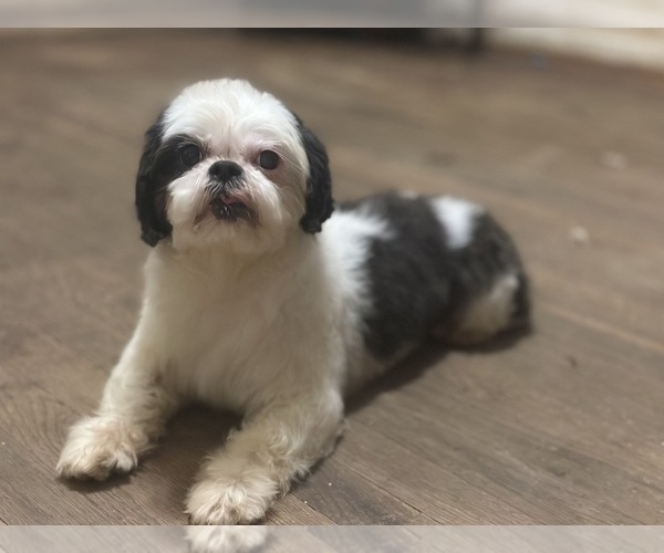 Medium Photo #1 Shih Tzu Puppy For Sale in LITHONIA, GA, USA