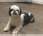 Small Photo #1 Shih Tzu Puppy For Sale in LITHONIA, GA, USA