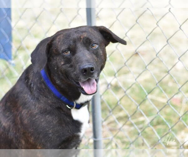 Medium Photo #7 Labrador Retriever-Plott Hound Mix Puppy For Sale in Brewster, NY, USA