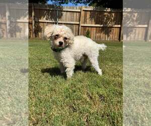 Moonpie - Male Poodle (Toy)-Unknown Mix Dog for Adoption - Photo #2