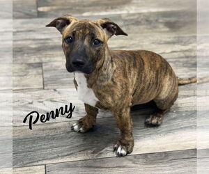 Dachshund-Unknown Mix Dogs for adoption in HOUSTON, TX, USA