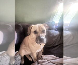 American Pit Bull Terrier-Labrador Retriever Mix Dogs for adoption in Aurora, IN, USA